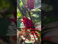 Roselle hibiscus harvest(seed)