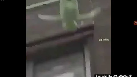 Kermit does the ice bucket challenge