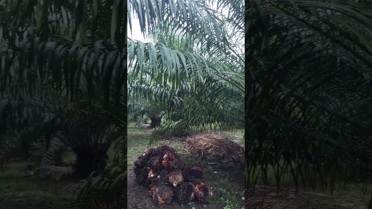 Kebun sawit 