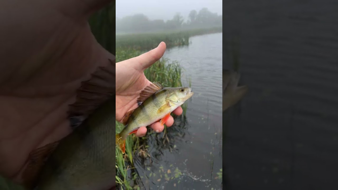 A nice little perch caught on an Irish lake 