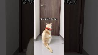 まだかまだかと待ちわびてたのに、なんっだよー!【猫のほっぺ太郎】#cat #猫 #保護猫 #shorts