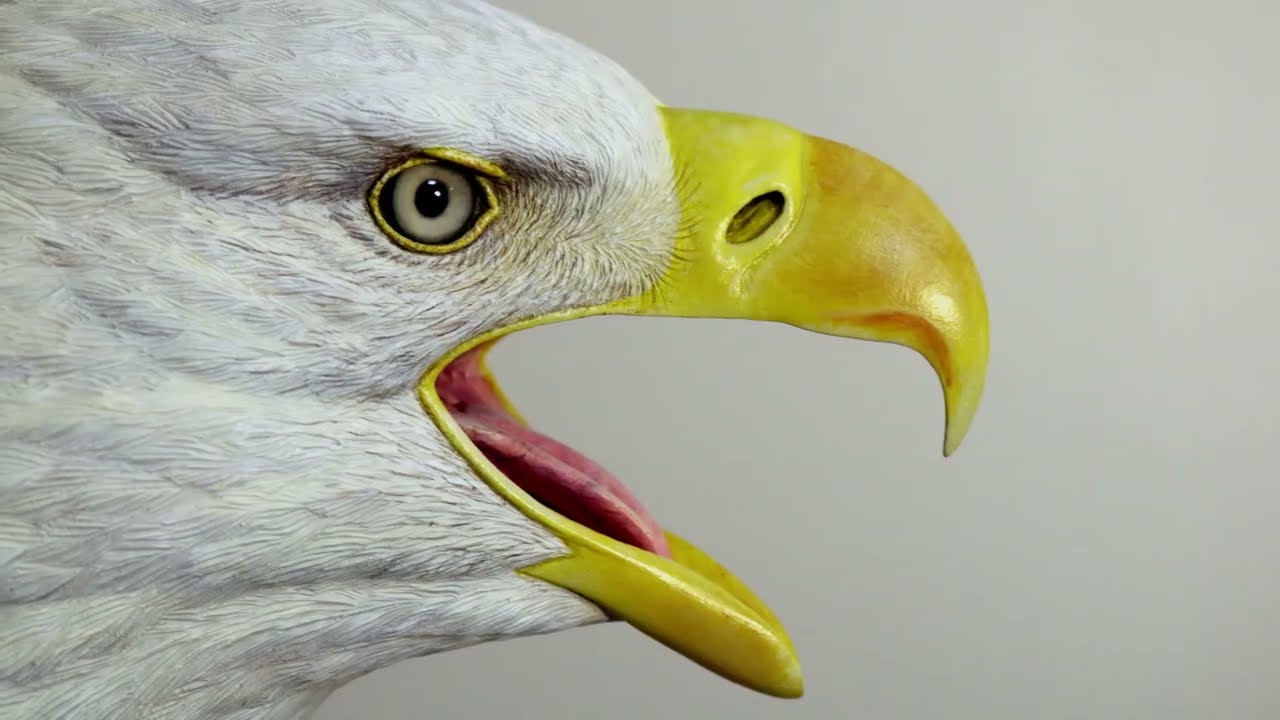 Making This Bald Eagle Head Carving   Time Lapse