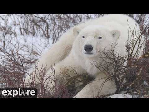 ツンドラバギー・ロッジ 南(Polar Bear Tundra Buggy Lodge South) のライブ映像