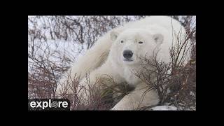 ツンドラバギー・ロッジ 南(Polar Bear Tundra Buggy Lodge South) のライブ映像