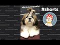 Full grooming shih tzu