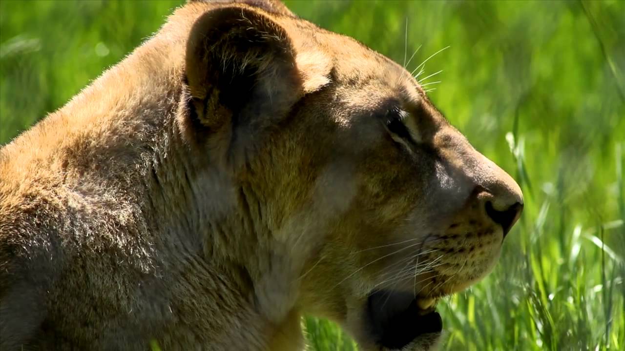 Seneca Park Zoo Coupons & Codes for 2022