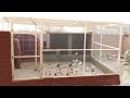 Biggest pigeon loft | Making a new big pigeon loft for pigeons