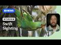 Flock of critically endangered swift parrots spotted in Northern NSW | ABC NEWS