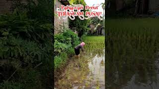 Pahlawan Perut TERANCAM PUNAH #shorts #viral #video #youtubeshorts #pahlawanperut #punah