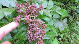 Capital Naturalist: Winged Sumac