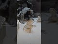 The Bearded Dragon - Part 1