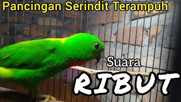 PANCINGAN SERINDIT GACOR SUARA RIBUT BIKIN TERKEJUT.