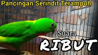 Download lagu PANCINGAN SERINDIT GACOR SUARA RIBUT BIKIN TERKEJUT.