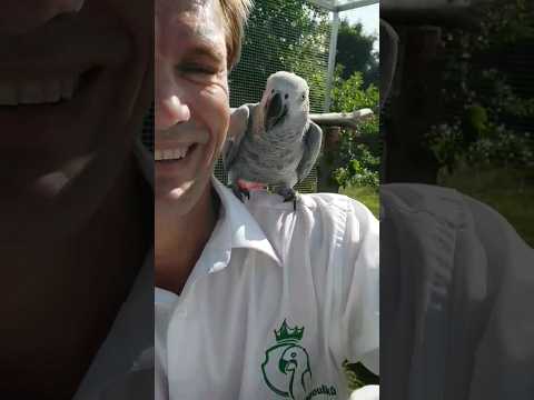 Video: Mluví afričtí papoušci šedí?