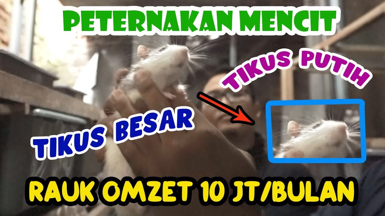 MENGUNJUNGI PETERNAKAN MENCIT TIKUS PUTIH LANGKA DI TANGERANG 