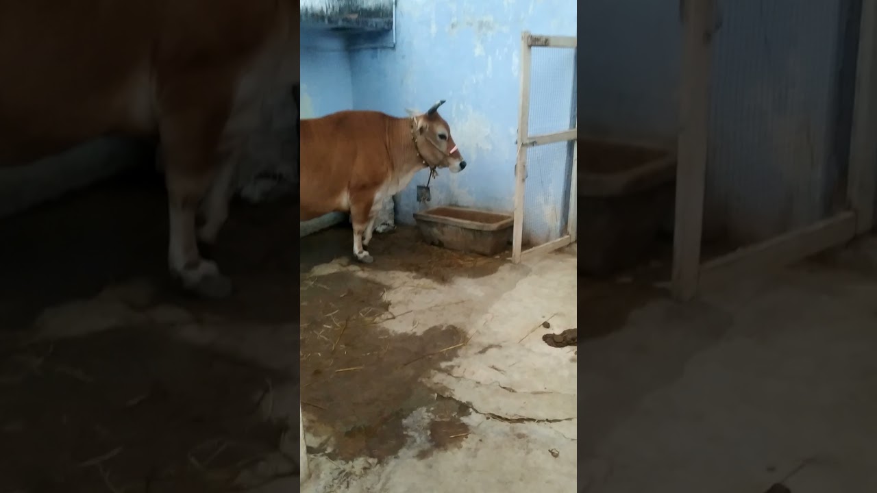 18 Liters CBJ Cow 🐄