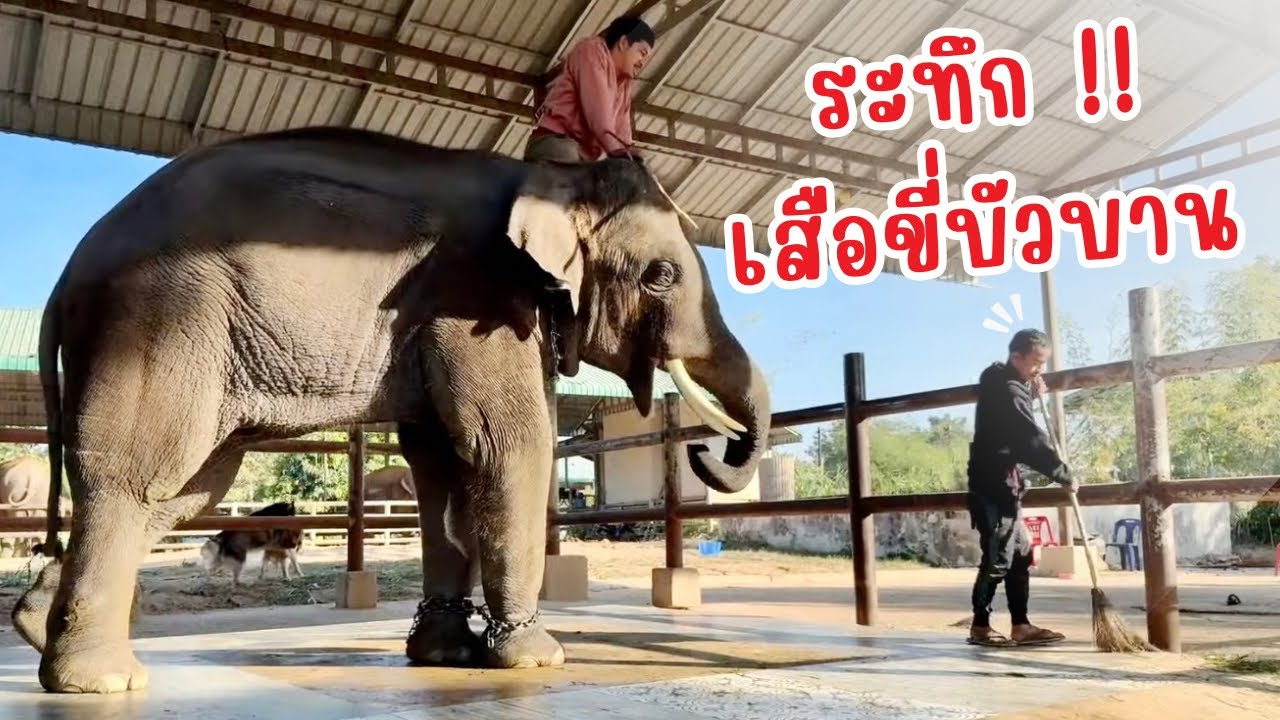 เสือขี่บัวบานระทึก,🤣