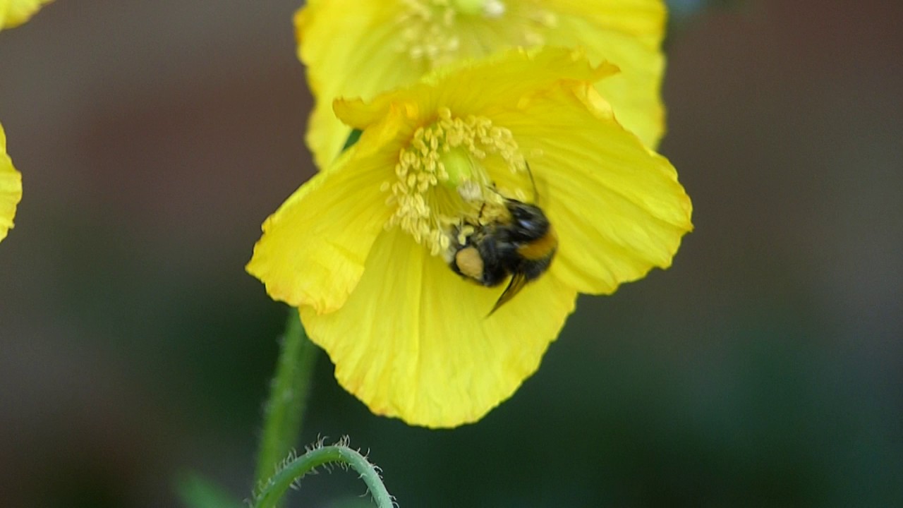 Wild Bumblebee Buzz Pollinates A Welsh Poppy - YouTube