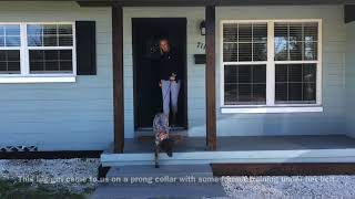 How To Teach A High Prey Drive Dog To Walk Nicely On Leash
