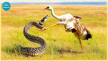 THE SECRETARY BIRD : Nature’s Most Powerful Hunter in Action! | Animal Documentary