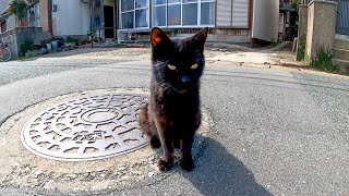 道端で出会った黒猫が付いてきたので撫でると超絶人懐っこい猫だった