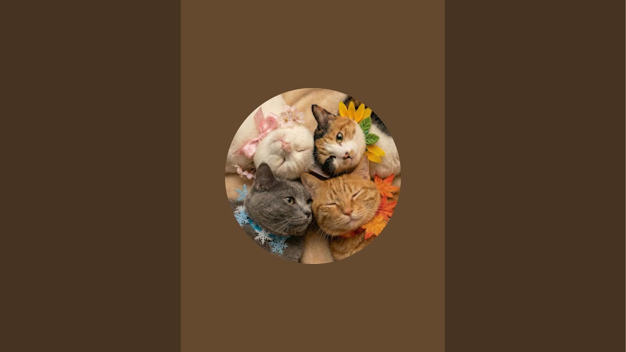 保護猫カフェ🐱🐾【四季ねこ】