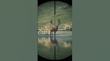 Got my 1st Diamond | The Hunter: Call of The WILD 🦌