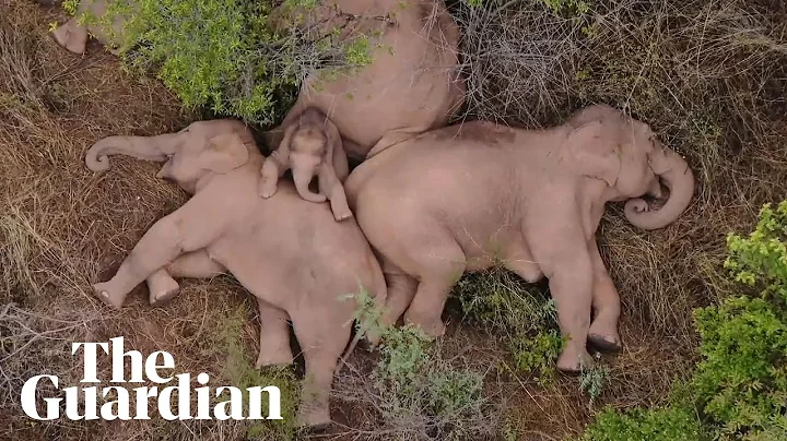 Herd of elephants trekking through China take a nap - DayDayNews