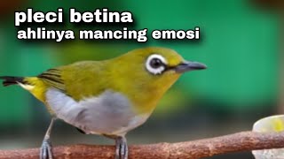 Pancingan Pleci Betina Biar Jantan Emosi - Langsung Gacor