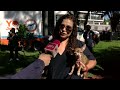 Realizan Campaña de Vacunación Gratis para  Mascotas en Jalisco; ¿Cómo Ubicar el Módulo Móvil?