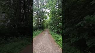 Прогулка в лесу в Оденвальде. Waldspaziergang im Odenwald.