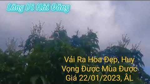 Vải Thiều Hộ Đáp _ Lục Ngạn _ Bắc Giang Lăng Vi Hải Đăng TV