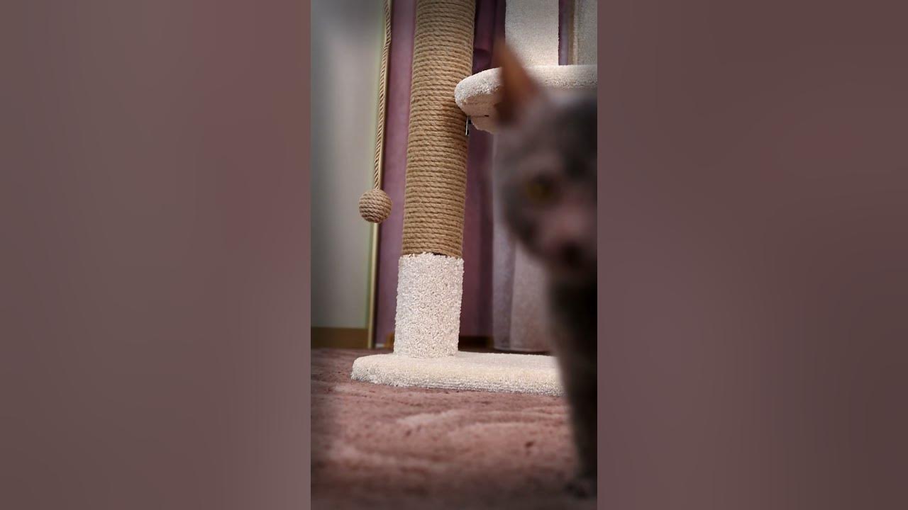 Котоволк существует! Кот оборотень готов покорить интернет! - YouTube