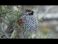 Tour Auvergne-Rhône-Alpes 2026 - Stage 6 - One Day. One Stage. One Bird