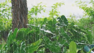 The Sound of Rain Falling on the Green Plants  Burral max / Deep Sleep, Lullaby, Sleep ASMR