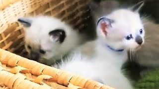 Rescue 4 sweet and adorable Siamese by Love For Kittens YT 1,205 views 2 weeks ago 6 minutes, 47 seconds