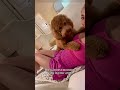 Dogs are masters of imitation🥰🤣🤣#dog #dogsof #funny #funnyvideos #doglover