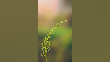 color grading video in lightroom #snapseed #youtube #nature