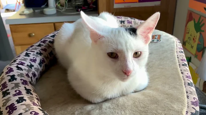 Video 10018651: cat turkish, adorable turkish