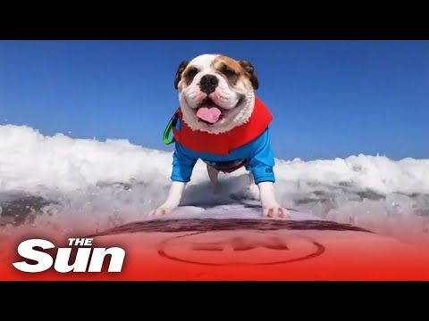 Video: Di Mana Untuk Menonton Kejohanan Surfing Dunia Dog Di California