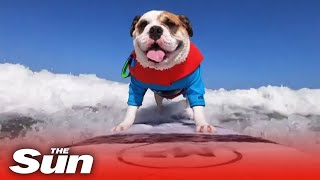 Dog Surfing Competition In California Dog Surfing Competition In California