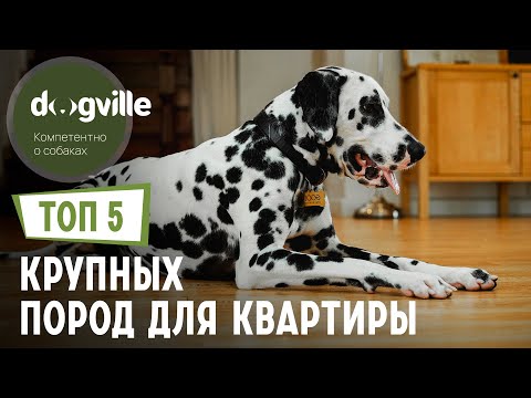 ТОП 5 КРУПНЫХ пород собак для КВАРТИРЫ – Часть 2