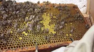Honey Harvest Harmony Polish Apiary Review 2015