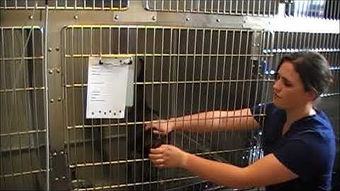4  Remove cat from cage or carrier