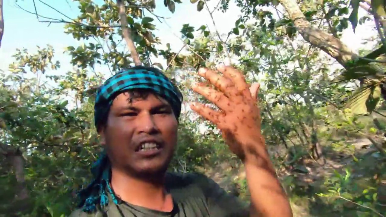 Find Catch Red Ants on the Tree for Eating with bamboo shoot YouTube