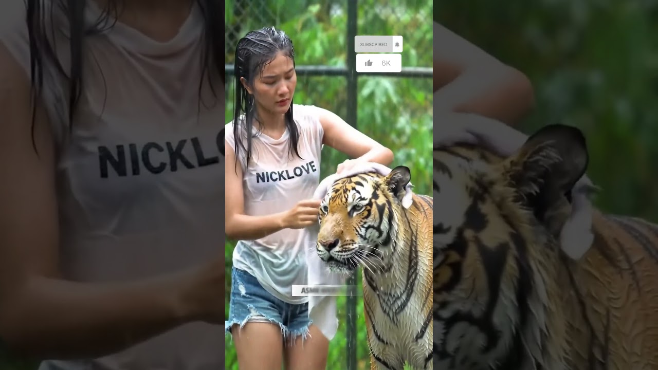 Bathing a Real Tiger in Heavy Rain part 2 | Relaxing ASMR Sounds  