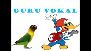 BURUNG PLATUK!! MASTERAN BURUNG LOVEBIRD.