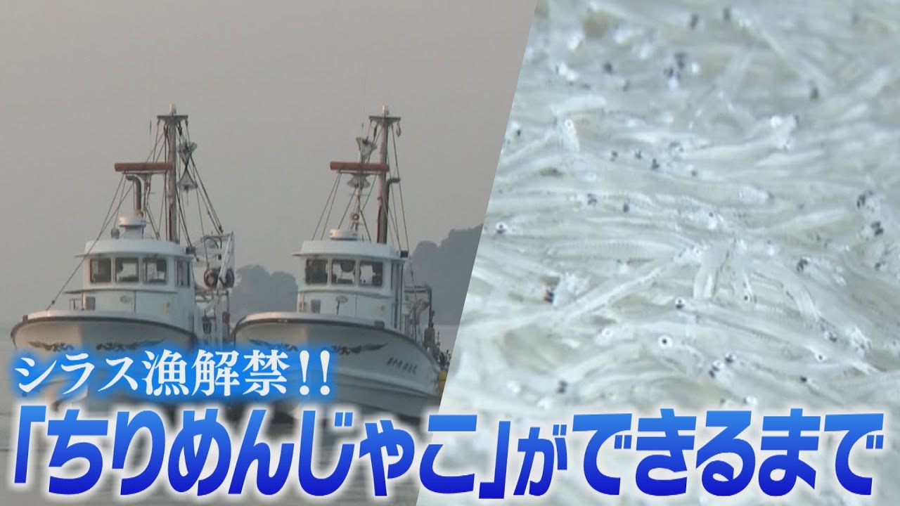 【シラス漁解禁】ちりめんじゃこができるまで