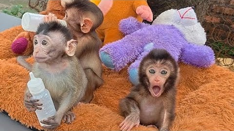 BABY MONKEY RUBY DIAMOND ALWAYS BUT HIS VIEW IS VERY SHARP 