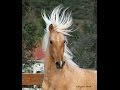 Carmelo and Lebrero PRE Andalusian Stallions